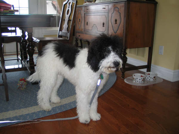 black goldendoodle pictures. This is Maddie an F1B Black