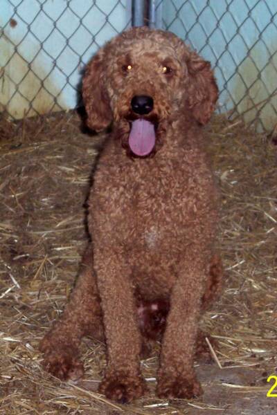 Apricot Standard Poodle. Rusty our Smaller Red Standard