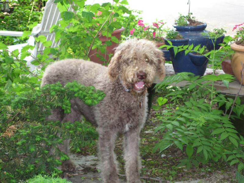 Cafe au lait shop goldendoodle