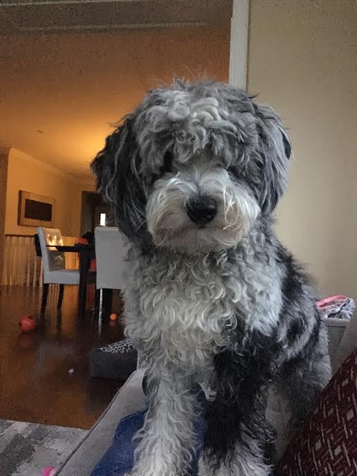 mini aussiedoodle adults