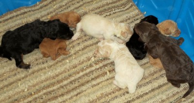 KHLOI'S LITTER
