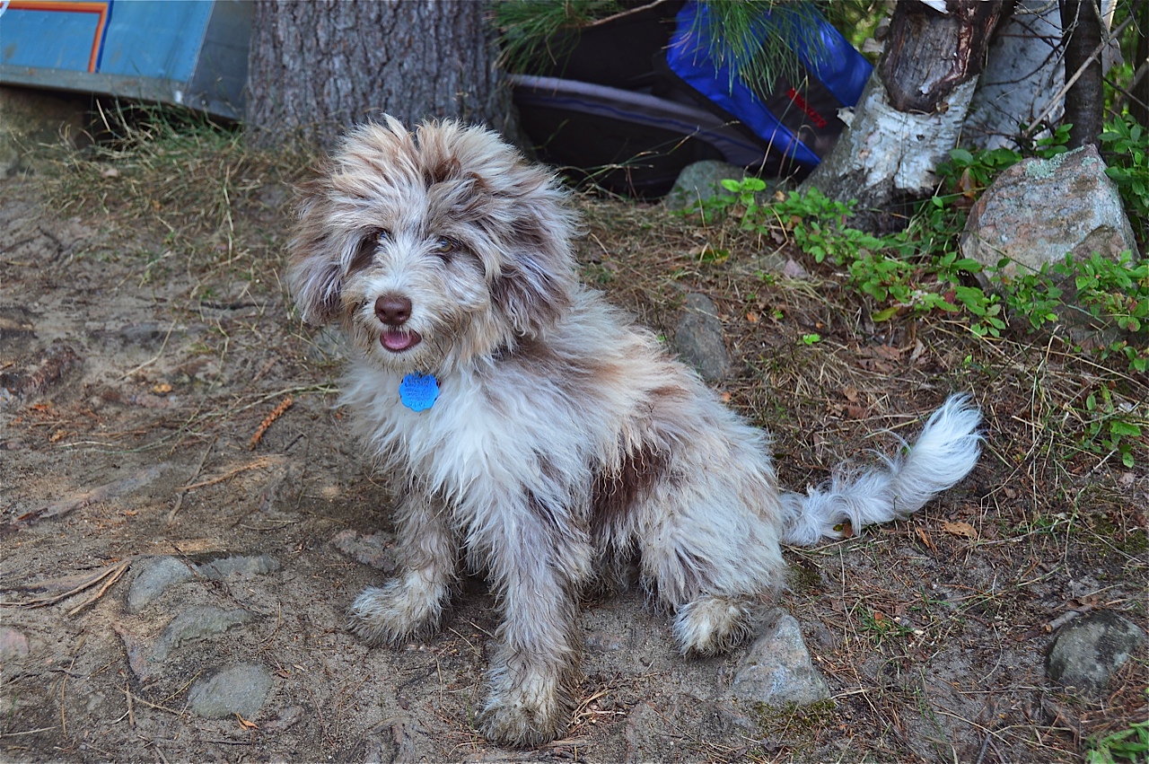 Mini aussiedoodle blue merle clearance