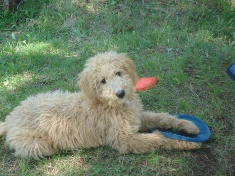 F1b cream goldendoodle hot sale